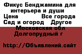 Фикус Бенджамина для интерьера и души › Цена ­ 2 900 - Все города Сад и огород » Другое   . Московская обл.,Долгопрудный г.